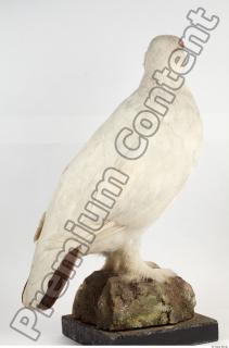 Willow Ptarmigan - Lagopus lagopus 0020